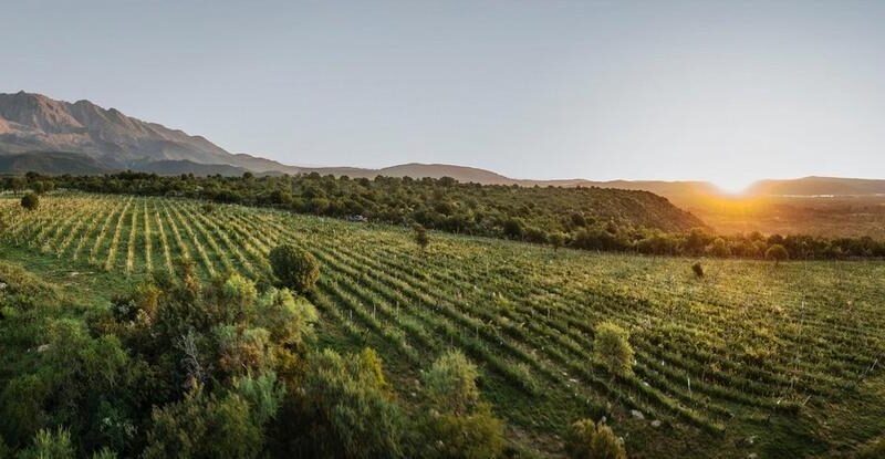 CAMINOS DEL VINO DE CÓRDOBA Entre sierras e historia : una provincia que también se descubre en una copa